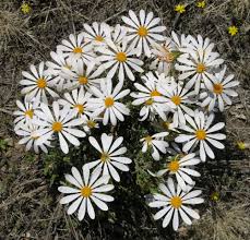 Image result for Dimorphotheca cuneata