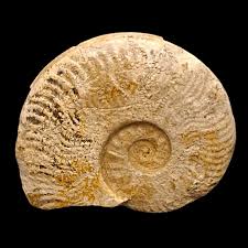 Image result for Micractis