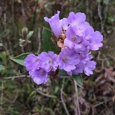 Image result for Kotschya strobilantha