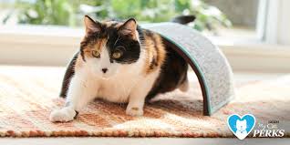 Purina pet perks for sparkle cat rescue. Purina Cat Chow V Twitter We Want To Know More About Your Feline Friend Tell Us What Kind Of Cat You Have And You Can Earn Some Perks Points Https T Co I8vrkitia5 Https T Co Ez2sdbvljz