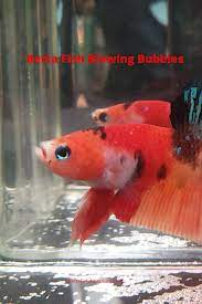 Pin On Bettas Fish Care