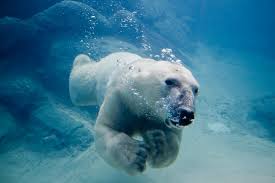 Circulatory System Polar Bear