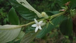 Image result for Sabicea bequaertii