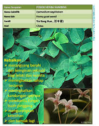 Masalah tak selamanya buruk, tapi nabi saw selalu berdoa agar dihindarkan dari empat keburukan. Pokok Kambing Epimedium Sagittatum Perangsang Berahi Lelaki Dan Wanita Wannura