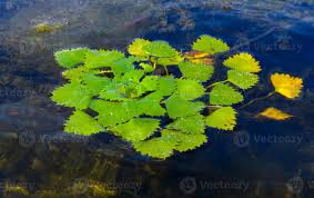 Image result for Trapa natans