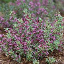 Enjoy the pollinators as they visit your compact weigela. Nursery Plants Tagged Weigela Sheridan Nurseries Online
