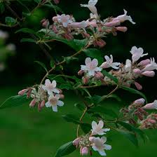 Image result for Kolkwitzia amabilis