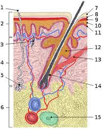 Free Anatomy Quiz The Integumentary Skin System Anatomy Quiz 1