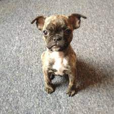 Frug puppies for sale, frug dogs for adoption and frug dog breeders. Reasons Why You Want A Frug In Your Life Animalso