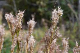 Image result for Andropogon ligulatus