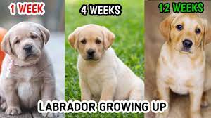 Maybe you would like to learn more about one of these? Labrador Retriever Growing Up 1 Week To 12 Weeks Youtube