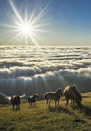 Pin By Barbara Rathmanner On Amaneceres Beautiful Horses Scenery Animals Beautiful