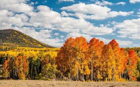 Herfst Wallpapers Herfstfoto S Natuur Behang Achtergronden Herfst Bomen
