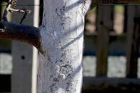 Hier ein link zur paste für den kalkanstrich ►►link◄◄ * schacht weißanstrich paste. Kalkanstrich Anbringen Naturlich Kalkfarbe Selber Herstellen