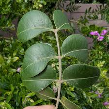 Image result for Ptaeroxylon obliquum