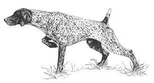 There are also german wirehaired and longhaired pointers. Http Images Akc Org Pdf Judges Gsp Is For Web2 Pdf