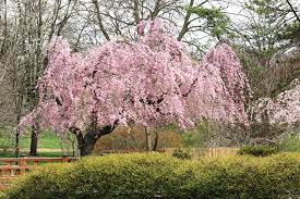 Check spelling or type a new query. Bilder Von Usa Missouri Botanical Garden Natur Fruhling Park
