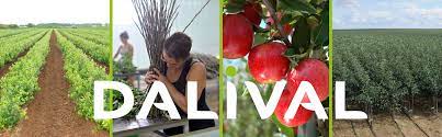 Growers of 400 + varieties of fruit trees shipped bare root. Dalival Nursery Specialising In Apple And Pear Trees And Stone Fruit Trees