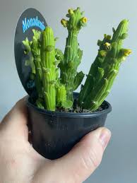 Image result for Monadenium discoideum