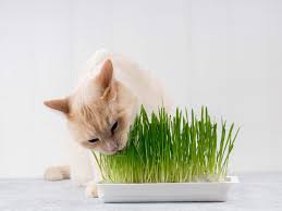 See the vet and they can give you a better idea of. Cat Eating Grass Causes Behaviour And Possible Alternatives Tractive