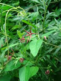 Image result for Vincetoxicum heterophyllum