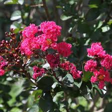 Buy crape myrtle trees and shrubs online with delivery right to your door. Pink Velour Crape Myrtle Multi