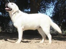 Check spelling or type a new query. White Male Labrador Retriever Stud Puppy White English Labradors Puppies English Female Lab Pup English Male Lab Labrador Retriever English Labrador Labrador