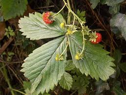 Image result for Fragaria vesca