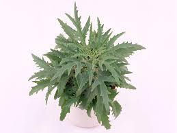 Image result for Kalanchoe laciniata