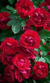 اجمل انواع الورد الاحمر ابجديه Abjadih
