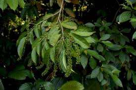 Image result for Antidesma