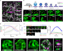 Dynamic polyhedral actomyosin lattices remodel micron-scale curved  membranes during exocytosis in live mice