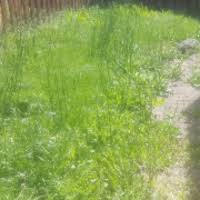 Lawn care service, yard cleanup, and landscape maintenance in beaverton oregon, and southwest portland oregon. The 10 Best Lawn Care Services In Beaverton Or From 37