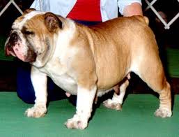 Ch Timeltell Potpourri Of Boo