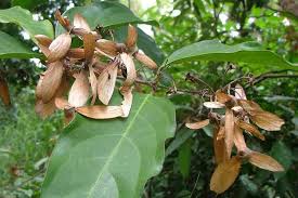 Image result for Hiptage benghalensis