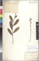 Image result for Brackenridgea