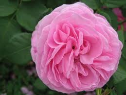 Da die pflanze bis zu 2 m hoch werden kann, darf sie auch als kletterrose verwendet werden. Alte Rosen Pflanzenfreunde