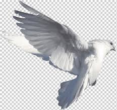Shia islam or shi'ism is one of the two main branches of islam. Mother Haram Arba Een Child Hajj Flying People Fauna Shia Islam Png Klipartz