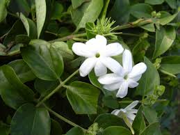 Image result for Jasminum multiflorum