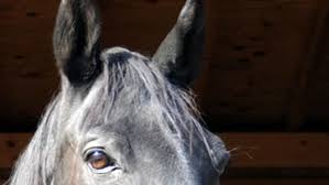 When a horse inhales, the air travels down the trachea, which divides into the tubes known as the right and left bronchi, then into the smaller airways called bronchioles in the lungs. Listening To Your Horse S Lungs The Horse Owner S Resource