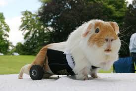 Pin On Guinea Pig Products