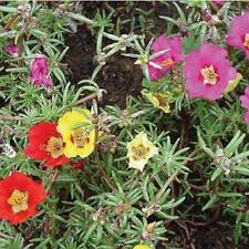 Image result for Portulacaceae