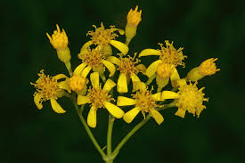Image result for Senecio inornatus