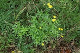 Image result for Senecio madagascariensis