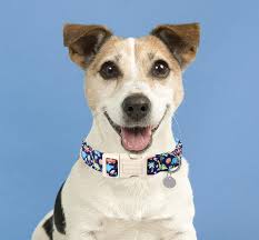 Amazon.com : DOGWONG Cotton Dog Collar