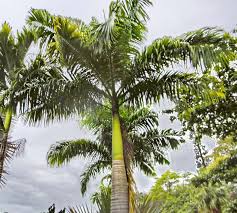 Image result for Roystonea oleracea