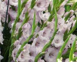 Gladiolus Careless Gladiolus Flower Spike Flowers