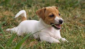 Does My Dog Eat Grass Because He Needs To Or Likes To Top Dog Tips Dogs Eating Grass Jack Russell Bored Dog