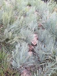 Image result for Elephantorrhiza elephantina