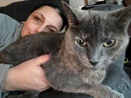 Where to find grey or orange kittens for adoption in Helena, Montana?